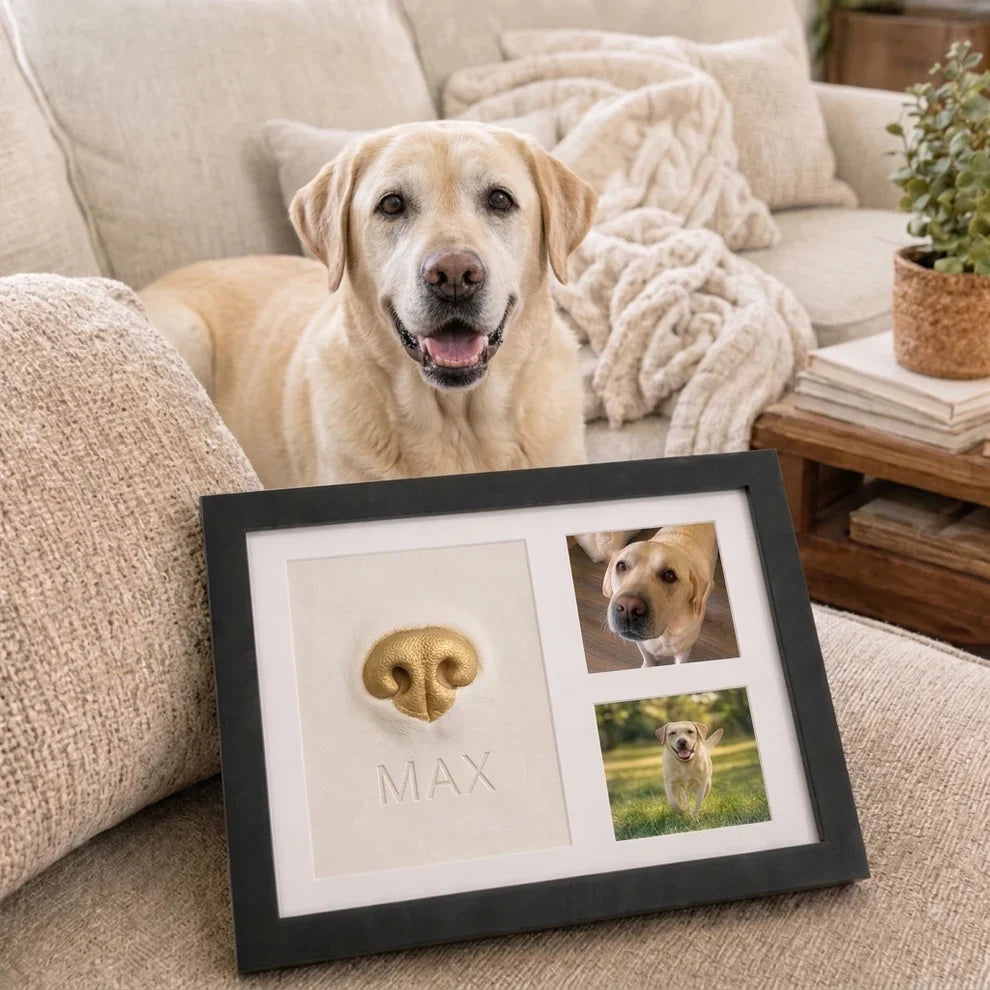 Golden Labrador with a framed gold nose print and two favorite photos